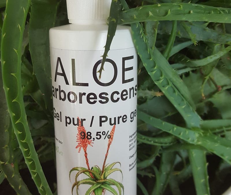 Le gel d’Aloe arborescens, l’ami de votre peau