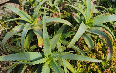 Pourquoi l’Aloe arborescens est-il plus puissant que les autres Aloés ?