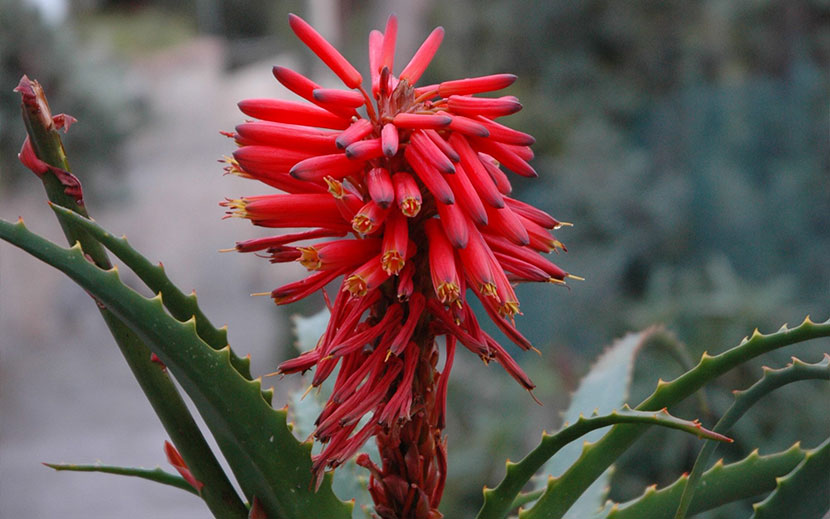 Floralternaive - Aloe arborscens